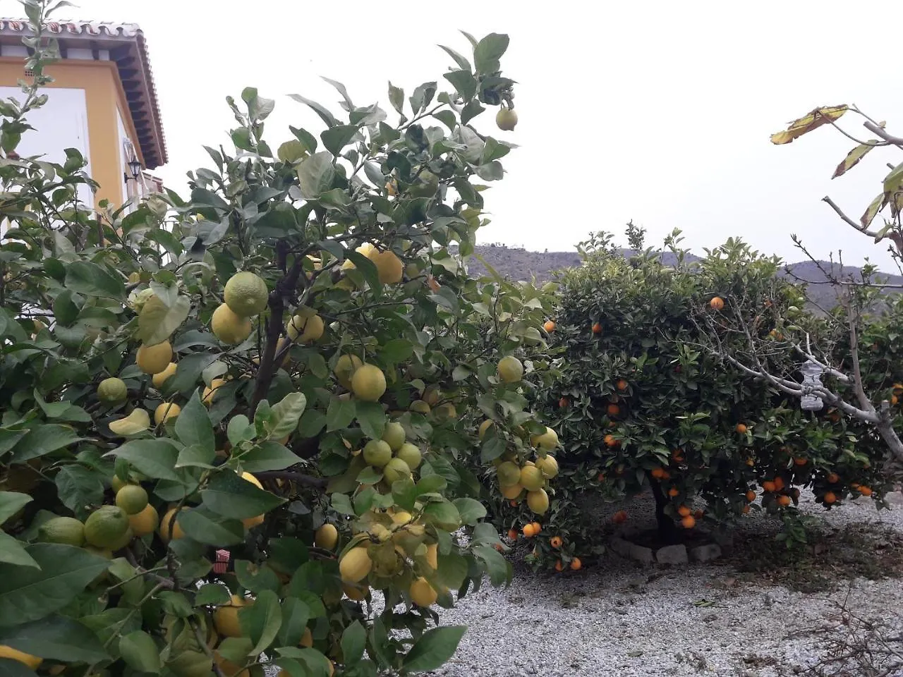 Alojamiento Colina Del Sol Torrox Couette-café